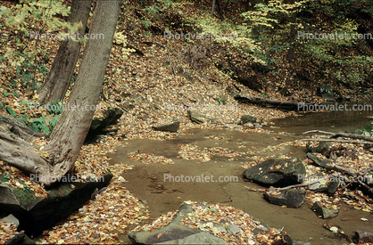 Forest, Woodlands, Trees, Stream, autumn