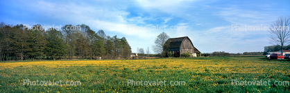 Field of Daisies, Barn, Springtime Flowers, Green Bay Peninsula, Door County, Wisconsin