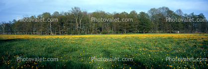 Springtime Flowers, Green Bay Peninsula, Door County, Wisconsin