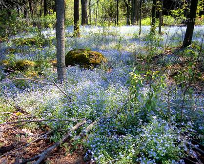 Springtime Flowers, Peninsula State Park, Green Bay Peninsula, Door County, Wisconsin
