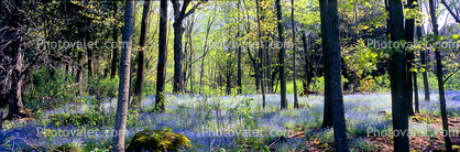 Springtime Flowers, Peninsula State Park, Green Bay Peninsula, Door County, Wisconsin, Panorama