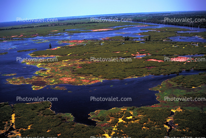 The Delta, Swamp, Bayou, Water, Trees, wetlands