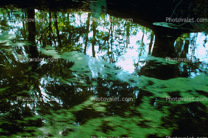 Swamp, Bayou, Water, Trees, wetlands