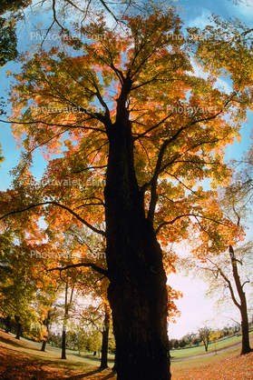 Woodlands, trees, autumn