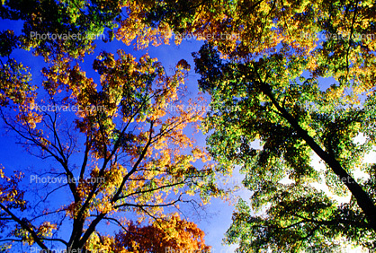 Woodlands, trees, autumn