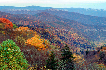 Forest, Woodlands, Trees, Hills, Mountains, autumn