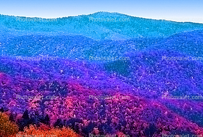 Forest, Woodlands, Trees, Hills, Mountains, psyscape, autumn