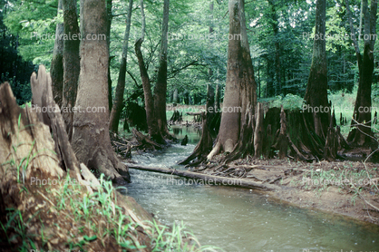 trees, lake, pond, forest, stream, water