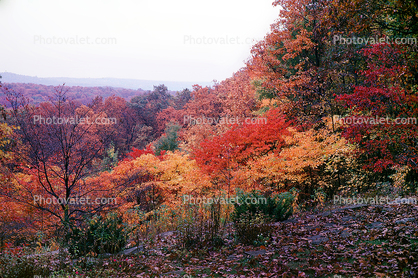 Fall Colors, autumn, trees, forest, hills, mountains, deciduous