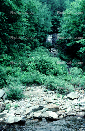 deciduous, forest, stream, rocks