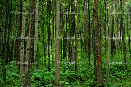 Woodlands, Trees, Thick Forest