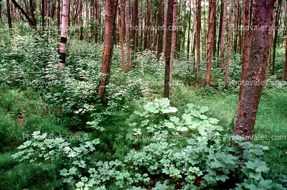 Woodlands, Trees, Forest, Leaves