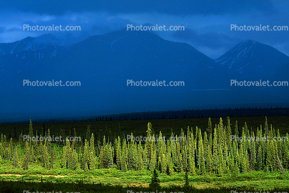 Woodlands, Pine Trees, Forest, Mountains