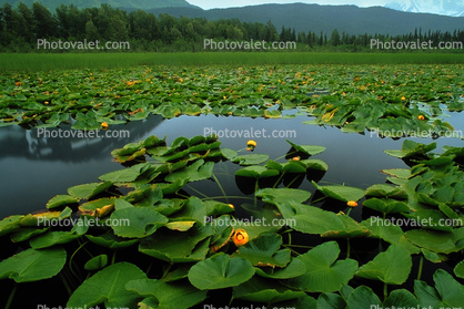 Lake, Hyacinth, water, mountains, wetlands
