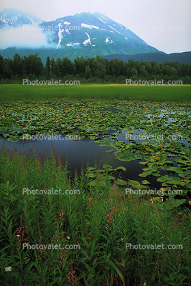 Lake, Hyacinth, water, mountains, wetlands