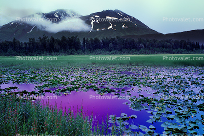 Lake, Hyacinth, water, mountains, wetlands