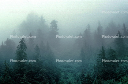 Fog, Trees, Resurrection Bay