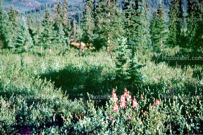 Moose, forest, Pine Trees, woodland, Denali National Park