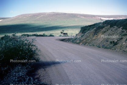 Buck, Deer, tundra, dirt road, barren hills, Denali National Park