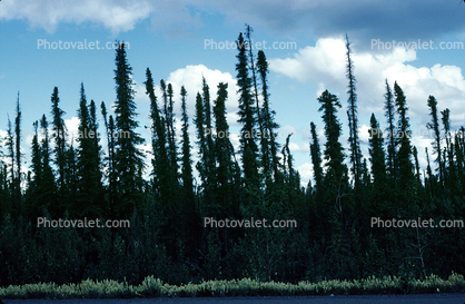 Trees near Glennellen