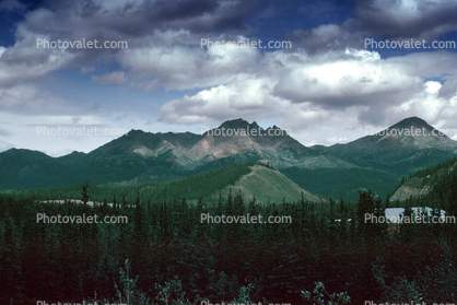 Forest, Trees, Mountains, Denali National Park