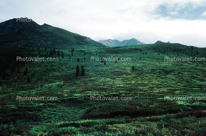 tundra, trees