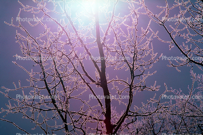Ice, Sun, Tree, Cold, Chill, Chilled, Chilly, Frigid, Frosty, Frozen, Snowy, Winter, Wintry