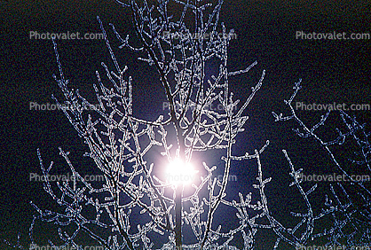 Ice, Sun, Tree, Cold, Chill, Chilled, Chilly, Frigid, Frosty, Frozen, Snowy, Winter, Wintry