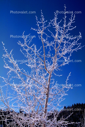 Ice, Tree, Cold, Chill, Chilled, Chilly, Frigid, Frosty, Frozen, Snowy, Winter, Wintry