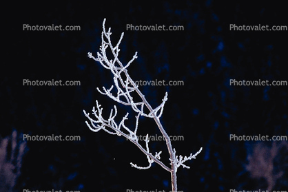 Twig, Ice, Tree, Cold, Chill, Chilled, Chilly, Frigid, Frosty, Frozen, Snowy, Winter, Wintry