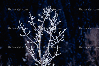 Ice, Tree, Cold, Chill, Chilled, Chilly, Frigid, Frosty, Frozen, Snowy, Winter, Wintry, Twig