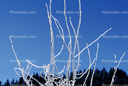 Ice, Tree, Cold, Chill, Chilled, Chilly, Frigid, Frosty, Frozen, Snowy, Winter, Wintry, Twig