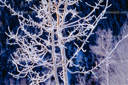 Ice, Tree, Cold, Chill, Chilled, Chilly, Frigid, Frosty, Frozen, Snowy, Winter, Wintry