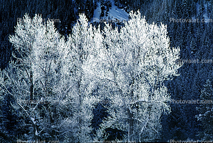 Ice Trees, Cold, Frigid, Frosty, Frozen, Snowy, Winter