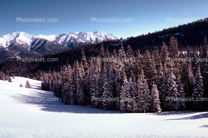 Forest, Snow, Mountains, Trees, Cold, Frozen, Snowy, Winter, Wintry