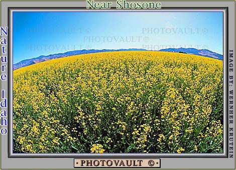 Yellow Flower Field, Mountains