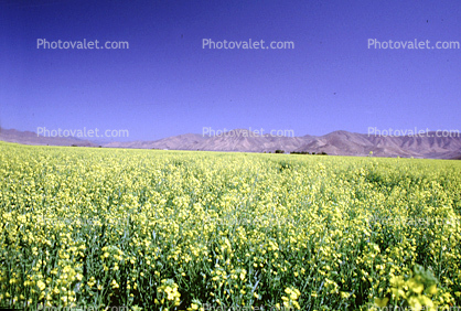 Yellow Flower Field, Mountains