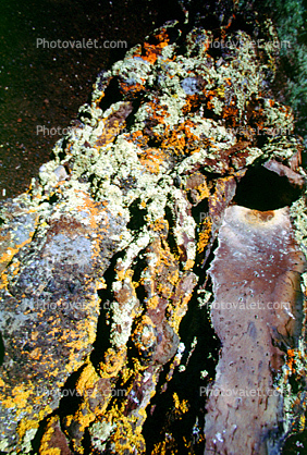 lava flow, formations, lichen