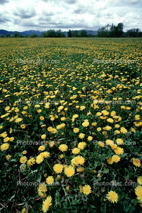 yellow flowers, Bozeman