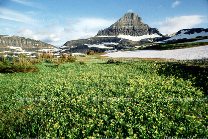 Flowers, Field, Glacier National Park