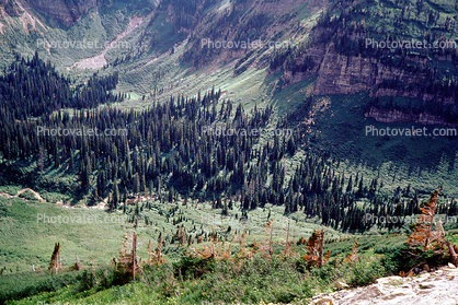 Pine Trees, Valley, Glacier National Park