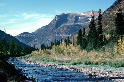 McDonald Creek, Trees, Glacier National Park