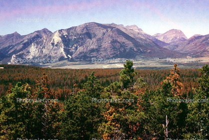 Forest, Woodlands, Trees, Hills, Mountains, Glacier National Park, autumn