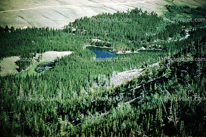 Beartooth Mountains, Forest, Pine Trees, Lake, valley, water