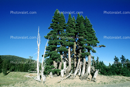 Clump of Trees, colony