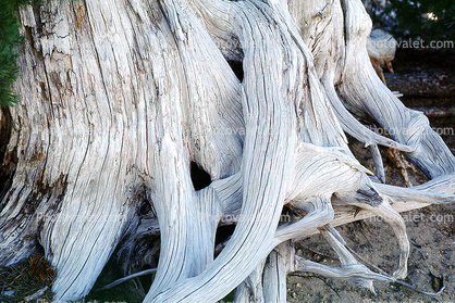 Bleached Gnarled Tree Roots, Crater Lake National Park, water
