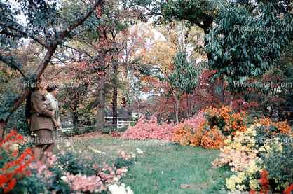 Fall Colors, Garden, trees, autumn