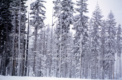 Snowy Trees, Ice, Cold, Forest, McKenzie Pass