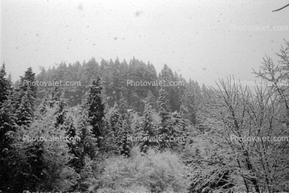 Forest in the Snow, woodlands, cold, trees, snowing