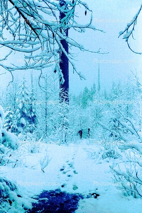 Cold frozen forest, woodlands